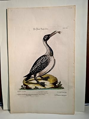 Imagen del vendedor de Die bunte Tauch-Ente. Altkolorierter Kupferstich auf Bttenpapier ( aus: Sammlung verschiedener auslndischer und seltener Vgel. a la venta por Antiquariat Friederichsen