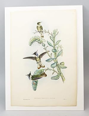 FROM "A MONOGRAPH OF THE TROCHILIDAE, OR FAMILY OF HUMMINGBIRDS" AND "BIRDS OF NEW GUINEA."