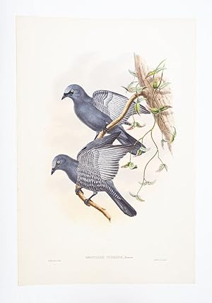 FROM "A MONOGRAPH OF THE TROCHILIDAE, OR FAMILY OF HUMMINGBIRDS" AND "BIRDS OF NEW GUINEA."