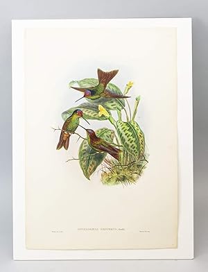 FROM "A MONOGRAPH OF THE TROCHILIDAE, OR FAMILY OF HUMMINGBIRDS" AND "BIRDS OF NEW GUINEA."