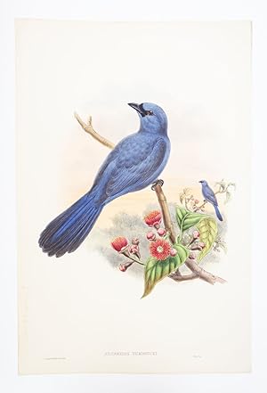 FROM "A MONOGRAPH OF THE TROCHILIDAE, OR FAMILY OF HUMMINGBIRDS" AND "BIRDS OF NEW GUINEA."