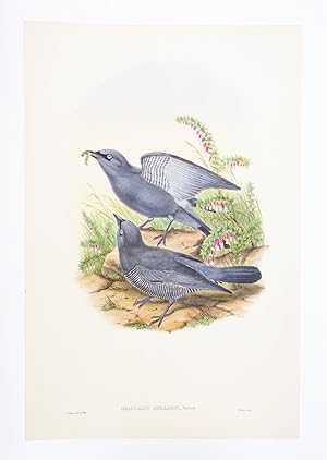 FROM "A MONOGRAPH OF THE TROCHILIDAE, OR FAMILY OF HUMMINGBIRDS" AND "BIRDS OF NEW GUINEA."