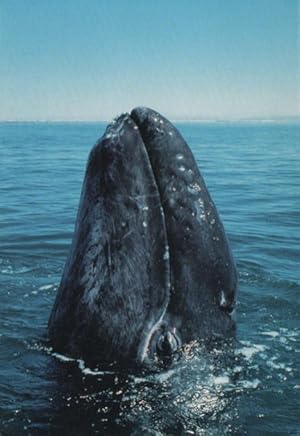 Seller image for nature postcard: Save the Gray Whale Nursery for sale by Mobyville