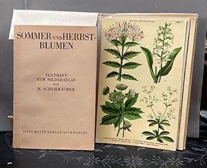 Sommer- und Herbstblume. Bilderatlas mit Text.