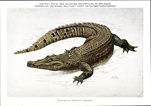 Künstler Ansichtskarte / Postkarte Crocodylus niloticus, Krokodil, Institut Royal des Sciences Na...