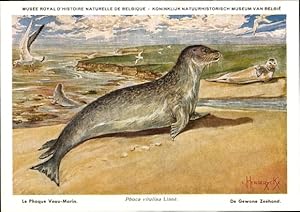 Seller image for Knstler Ansichtskarte / Postkarte Phoca vitulina, Seehund, Phoque, Zeehond, Muse Royal d'Histoire Naturelle de Belgique for sale by akpool GmbH