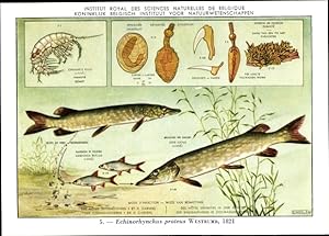 Seller image for Knstler Ansichtskarte / Postkarte Echinorhynchus proteus, Fischparasit, Institut Royal des Sciences Naturelles de Belgique for sale by akpool GmbH