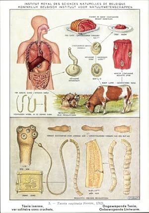 Ansichtskarte / Postkarte Taenia saginata, Rinderbandwurm, Parasit, Institut Royal des Sciences N...