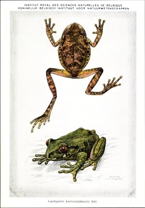 Ansichtskarte / Postkarte Leptopelis karissimbensis, Frosch, Institut Royal des Sciences Naturell...
