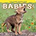 Seller image for Grand Canyon Babies! (Babies! Animal) [No Binding ] for sale by booksXpress