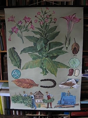 Imagen del vendedor de Schulwandkarte: Auslndische Nutzpflanzen: Virginische Tabakpflanze. a la venta por Wolfgang Kohlweyer