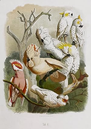 Greater Sulphur, Leadbeater's and Slender-billed Cockatoos Hand-Colored Plate