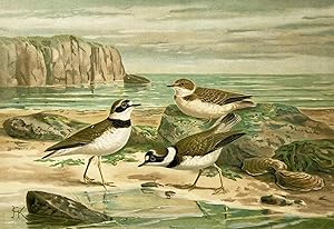 Little ringed plover (Charadrius dubius) Chromolithograph Plate