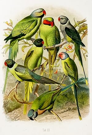 Grey-headed, Red-Cheeked, Malabar, Black-Headed and Rosy Hand-Colored Plate