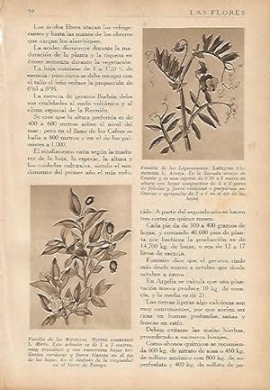 Seller image for LAMINA 5497: Myrtus communis y Lathyrus Clymemum for sale by EL BOLETIN