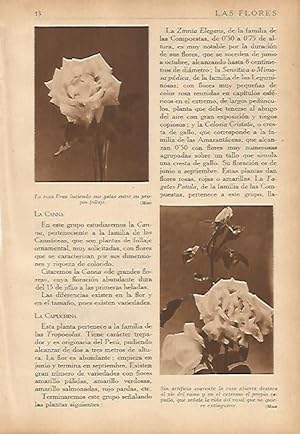 Seller image for LAMINA 5474: Rosa Frau y rosa abierta for sale by EL BOLETIN