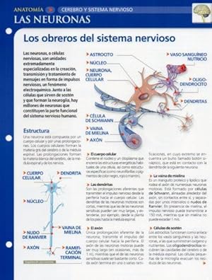 Bild des Verkufers fr LAMINA V28617: Las neuronas zum Verkauf von EL BOLETIN