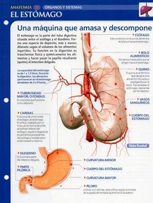 Bild des Verkufers fr LAMINA V28601: El estomago zum Verkauf von EL BOLETIN