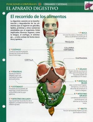 LAMINA V28604: El aparato digestivo