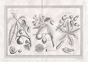 Bild des Verkufers fr Jamboyera / Jamboya / Jambo / Jamboleira / Jambolon" - Jambo Rosenapfel Brasilien Brazil Brasil Obst Frucht fruit fruits Frchte botany South America Sdamerika Botanik botany America zum Verkauf von Antiquariat Steffen Vlkel GmbH