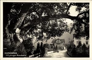 Ansichtskarte / Postkarte Beckenried Kt. Nidwalden Schweiz, 300 jähriger Nussbaum