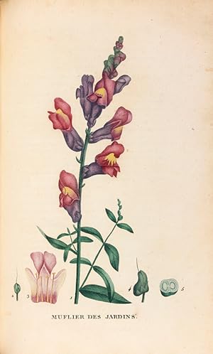 Plantes de la France décrites et peintes d’après nature par M. Jaume Saint-Hilaire.