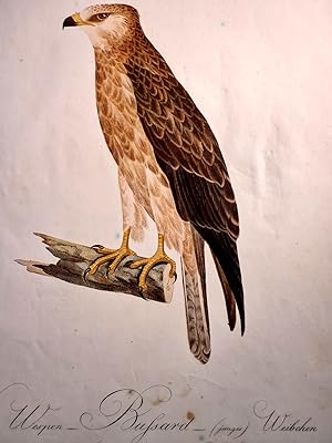 Der Wespen-Bussard (junges) Weibchen. Falco apivorus. Linn. Altkolorierter Kupferstich wohl aus *...
