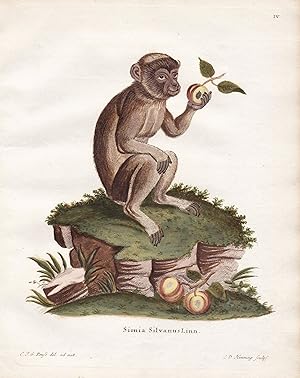 Imagen del vendedor de Simia Silvanus Linn" - Affe ape monkey Affen monkeys apes singe a la venta por Antiquariat Steffen Vlkel GmbH