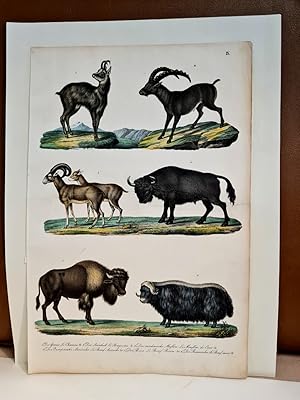 Bild des Verkufers fr Die Gemse - Der Steinbock - Der sardinische Mufflon - Der Europische Auerochse - Der Bison - Der Bisamochse. . zum Verkauf von Antiquariat Friederichsen