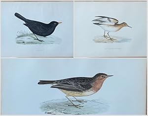 71 kolorierte Lithographien aus "A History of British Birds" von F. O. Morris.