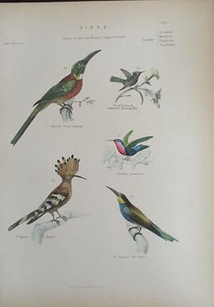 Seller image for Jacamar - Hoopoe - Hand Colored Engraving for sale by Book Look