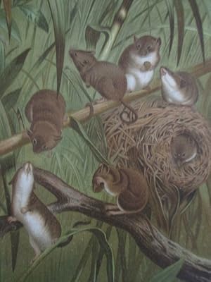 Bild des Verkufers fr Harvest Mouse - Louis Prang Chromolithograph zum Verkauf von Book Look