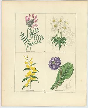 Astragalus vesicarius, Anemone narcissiflora, Genesta Anxantica, Wulfenia Carinthiaca (Bladdered ...