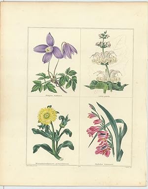 Atragene Austriaca, Salvia patula, Mesembryanthemum pomeridianum, Gladiolus Communis (Austrian At...