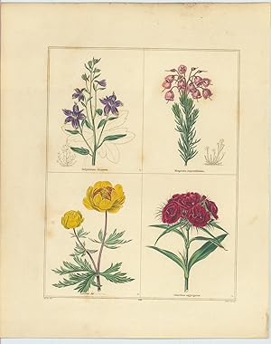 Delphinium decorum, Menziesia empetriformis, Trollius Asiaticus, Dianthus aggregatus (Handsome La...