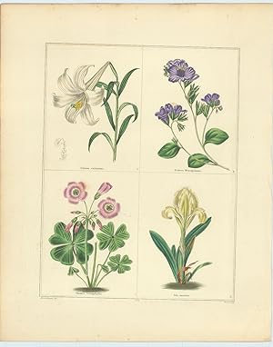 Lilium eximium, Eutoca Wrangeliana, Oxalis tetraphylla, Iris sauriu (Splenid Lily, Wrangel's Euto...