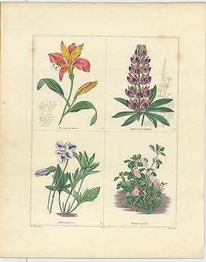 Seller image for Alstroemeria aurea, Lupinus macrophyllus, viola palmata, Stachys Corsica (Golden-Flowered Alstroemeria, Large-Leaved Lupine, Variegated Palmate Violet, Corsica Stachys). [From] The Botanic Garden; consisting of Highly Finished Representations of Hardy Ornamental Flowering Plants, cultivated in Great Britain; with their Names, Classes, Orders, History, Qualities, Culture, and Physiological Observations. for sale by Robert Frew Ltd. ABA ILAB