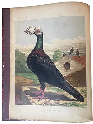 Seller image for The Illustrated Book of Pigeons. With Standards for Judging. for sale by Harrison-Hiett Rare Books