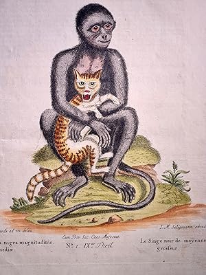 Bild des Verkufers fr Der schwarze Aff von mittelmiger Gre / Simia nigra magnitudinis mediae / Le Singe noir de moyenne grosseur. Altkolorierter Kupferstich auf Bttenpapier, Tafel 1, des IX. Teils. zum Verkauf von Antiquariat Friederichsen