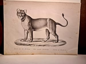 Löwin aus der Barbarey. Felis Leoena barbarica. Lionne de Barbarie. Lithographie um 1830 auf Papier.