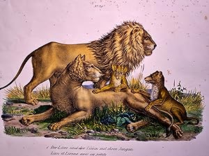 Der Löwe und die Löwin mit ihren Jungen. Lion et Lionne avec ses petits. Altkolorierter Kupfersti...