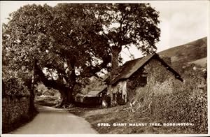 Ansichtskarte / Postkarte Bossington Somerset England, Giant Walnut Tree