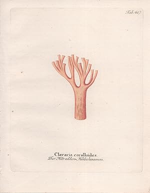 CLAVARIA CORALLOIDES [Crested Coral Mushroom], Original Hand-Colored Copper Engraving (plate # 47...