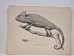 Seller image for Chamaeleo calcarifer. Lithographie aus: *Naturwissenschaftliche Reise nach Mossambique auf Befehl seiner Majestt des Knigs Friedrich Wilhelm IV. in den Jahren 1842 bis 1848*. for sale by Antiquariat Friederichsen