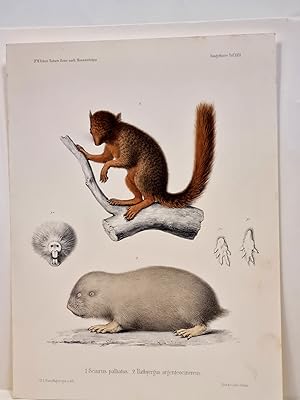 Sciurus palliatus / Bathyergus argenteocinereus. Altkolorierte Lithographie aus: *Naturwissenscha...