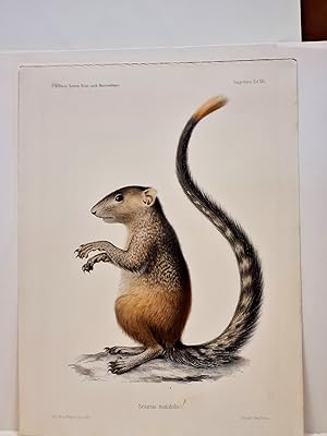 Sciurus mutabilis. Altkolorierte Lithographie aus: *Naturwissenschaftliche Reise nach Mossambique...