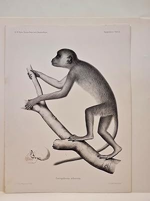 Cercopithecus ochraceus. Lithographie aus: *Naturwissenschaftliche Reise nach Mossambique auf Bef...