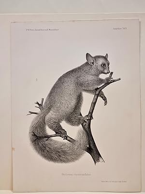 Otolicnus crassicaudatus. Lithographie aus: *Naturwissenschaftliche Reise nach Mossambique auf Be...