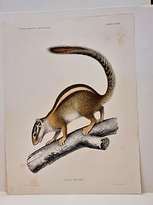 Sciurus flavivittis. Altkolorierte Lithographie aus: *Naturwissenschaftliche Reise nach Mossambiq...