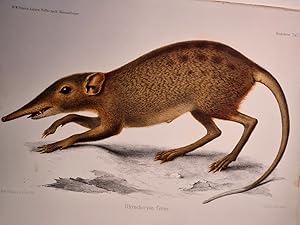 Rhynchocyon Cirnei. Altkolorierte Lithographie aus: *Naturwissenschaftliche Reise nach Mossambiqu...